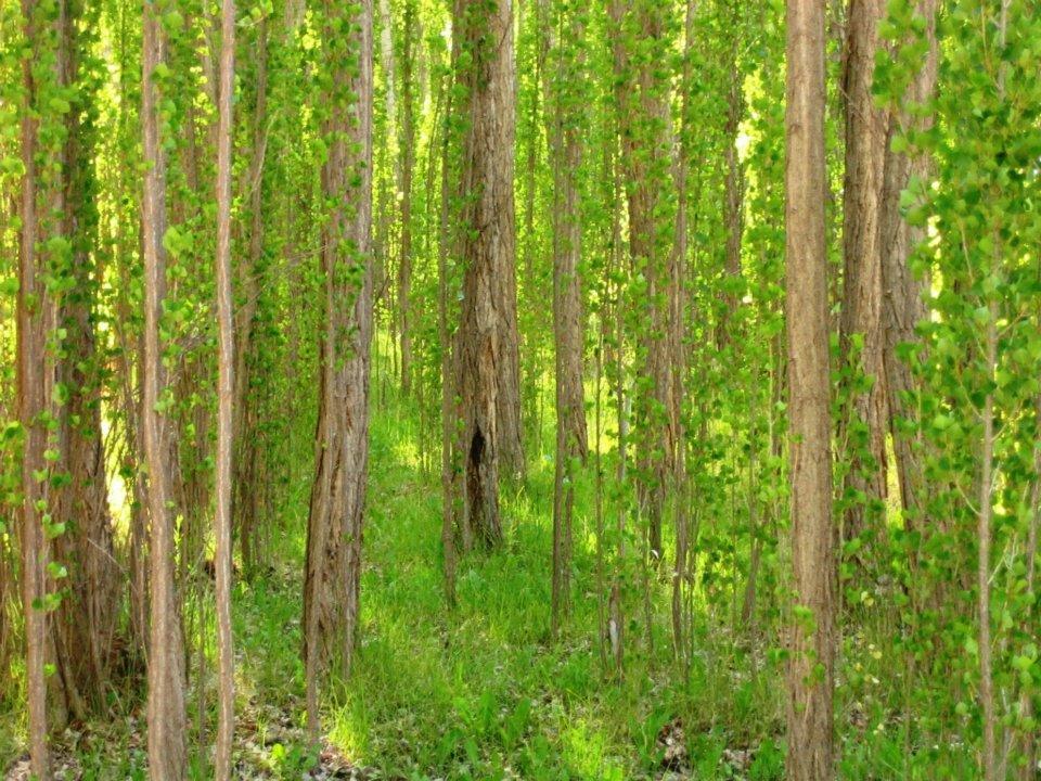 Terrazas En El Bosque Cabanas Malargue Bagian luar foto