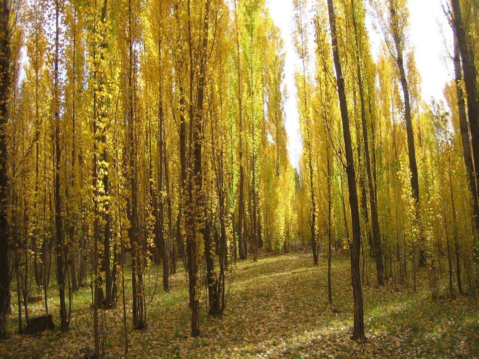 Terrazas En El Bosque Cabanas Malargue Bagian luar foto