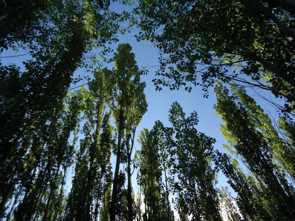 Terrazas En El Bosque Cabanas Malargue Bagian luar foto