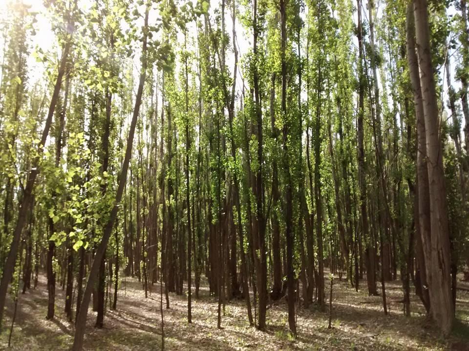 Terrazas En El Bosque Cabanas Malargue Bagian luar foto